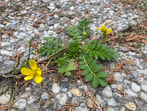Das Gänsefingerkraut – Potentilla anserina