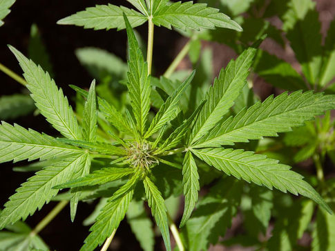 Der Hanf – Cannabis sativa