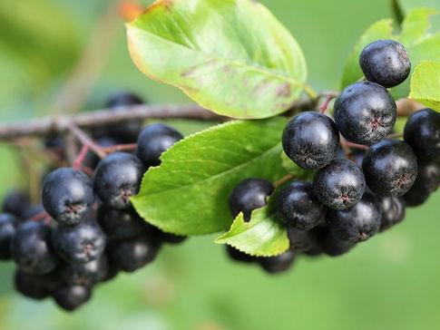 Die Aroniabeere – Aronia melanocarpa