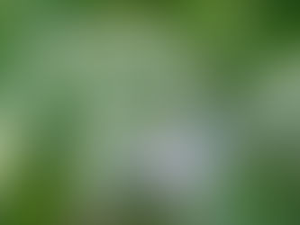 Der Boretsch – Borago officinalis