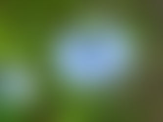 Echter Schwarzkümmel – Nigella sativa