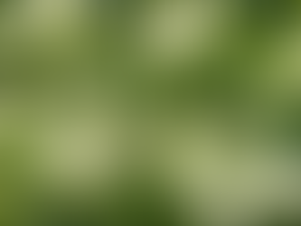 Der schwarze Holunder - Sambucus nigra