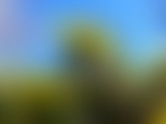 Der Huflattich – Tussilago farfara