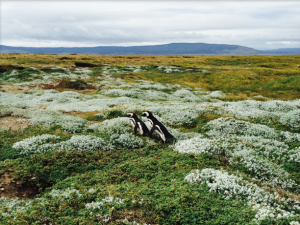 Guest Post : Catherine Carrigan / It’s Not Where You’ve Been, It’s Where You Are Going