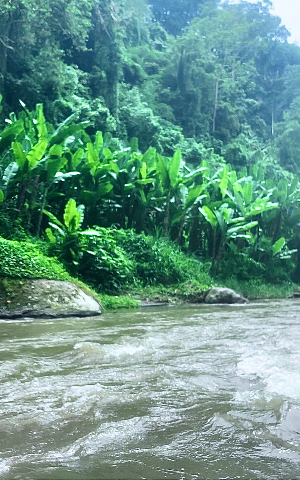 The Ayung River