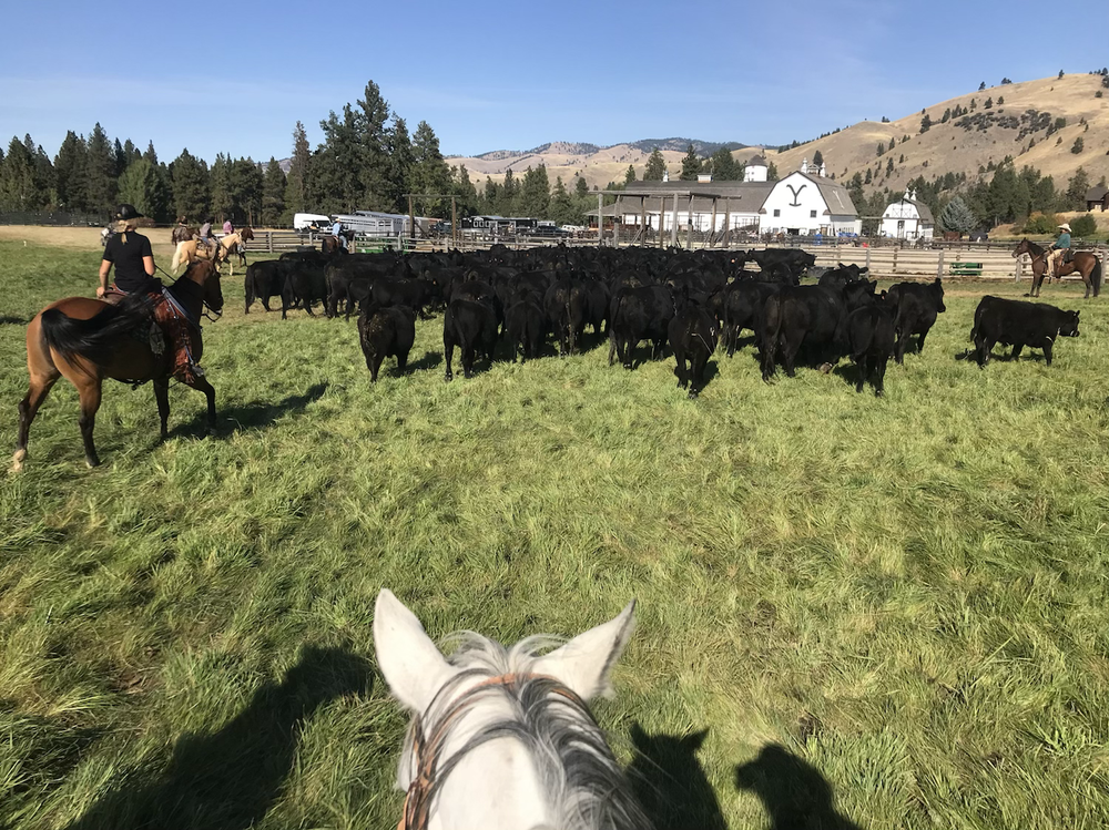 Two Feathers Ranch The Stars of the Show
