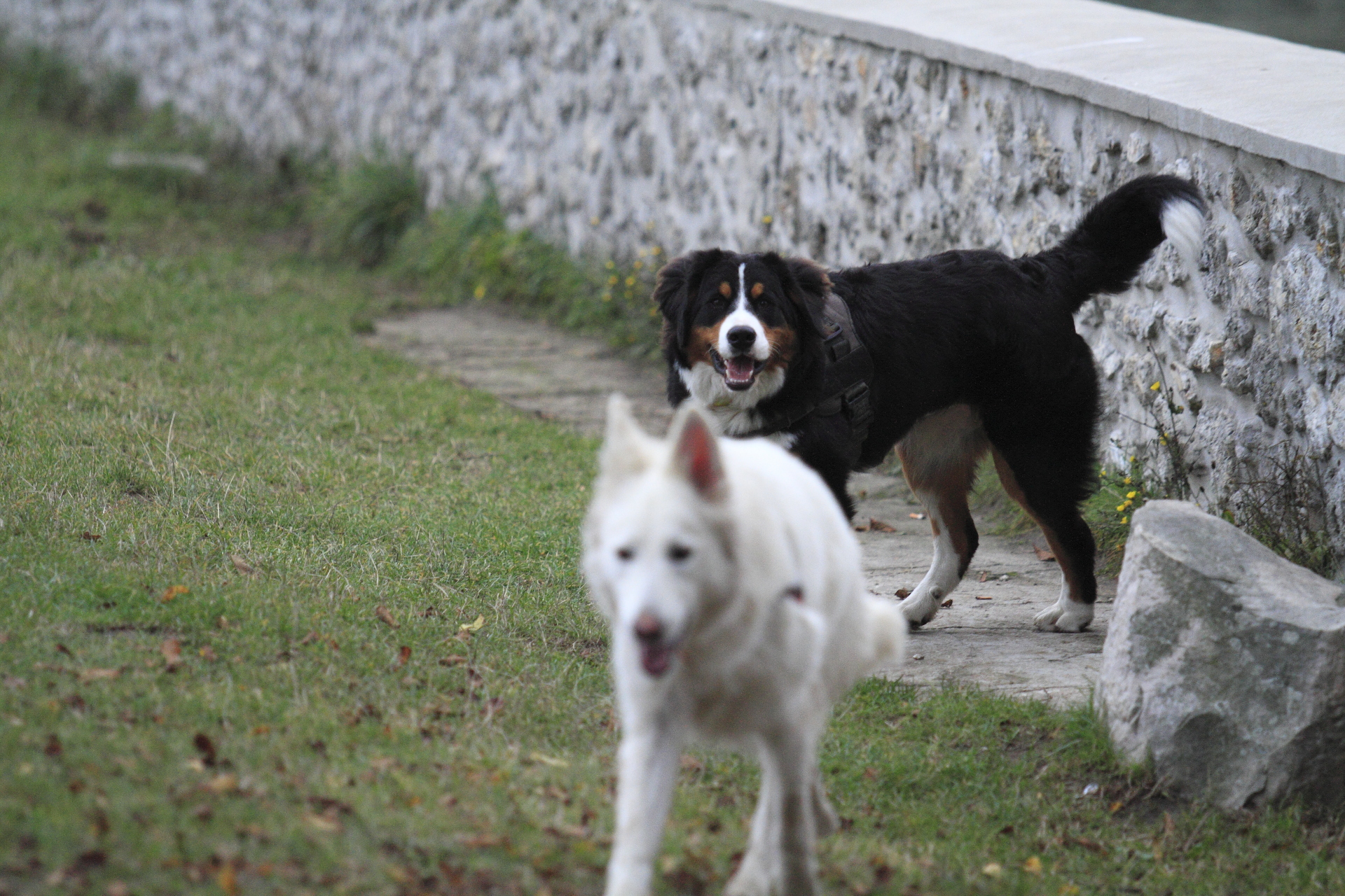 _MG_6593.JPG