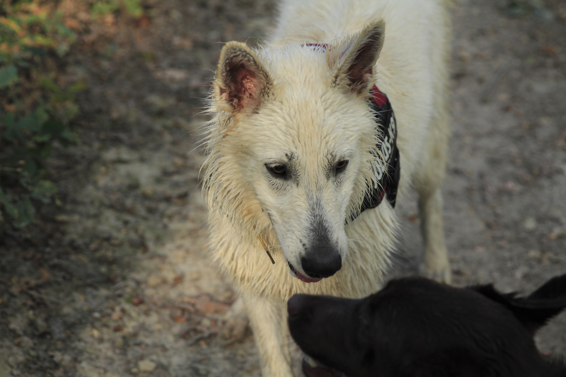 _MG_6056.JPG
