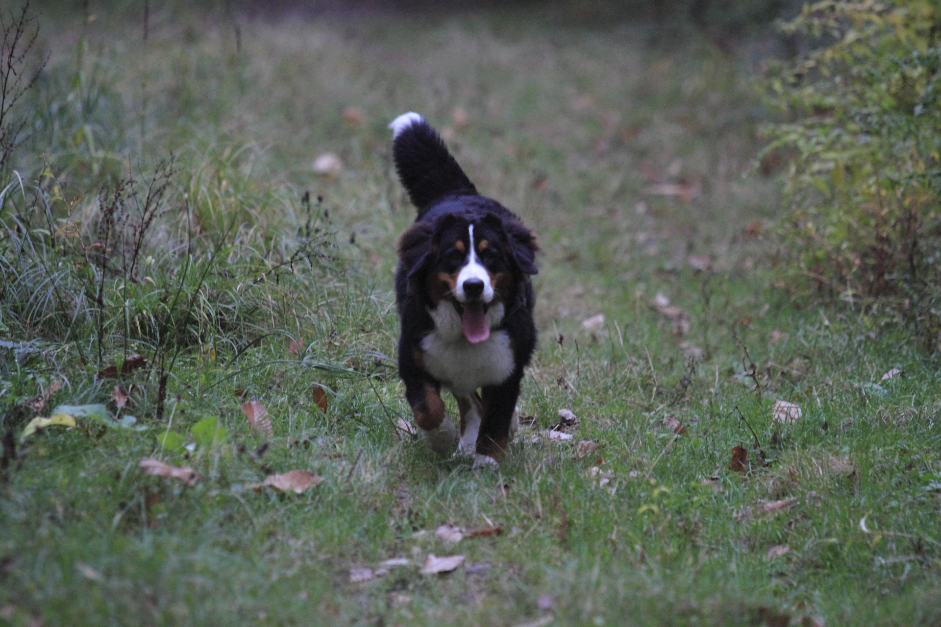 _MG_6611.JPG
