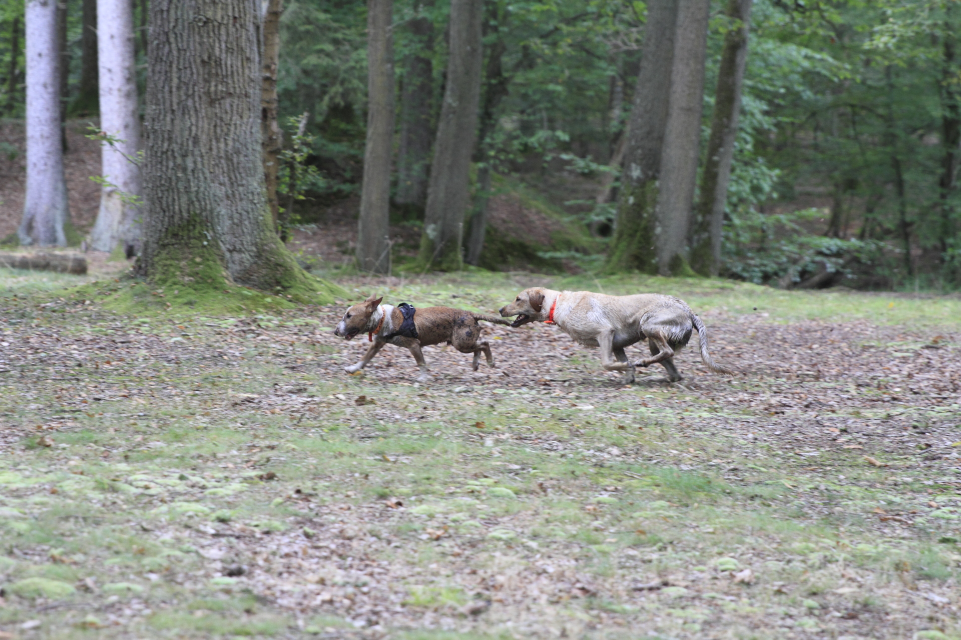 _MG_5515.JPG