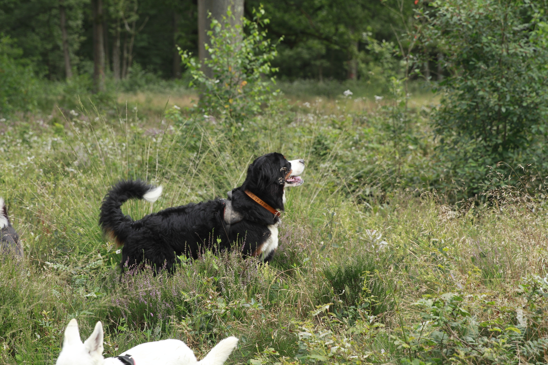_MG_2262.JPG