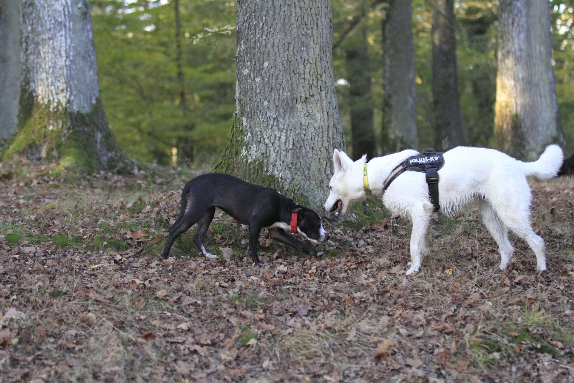 _MG_7016.JPG