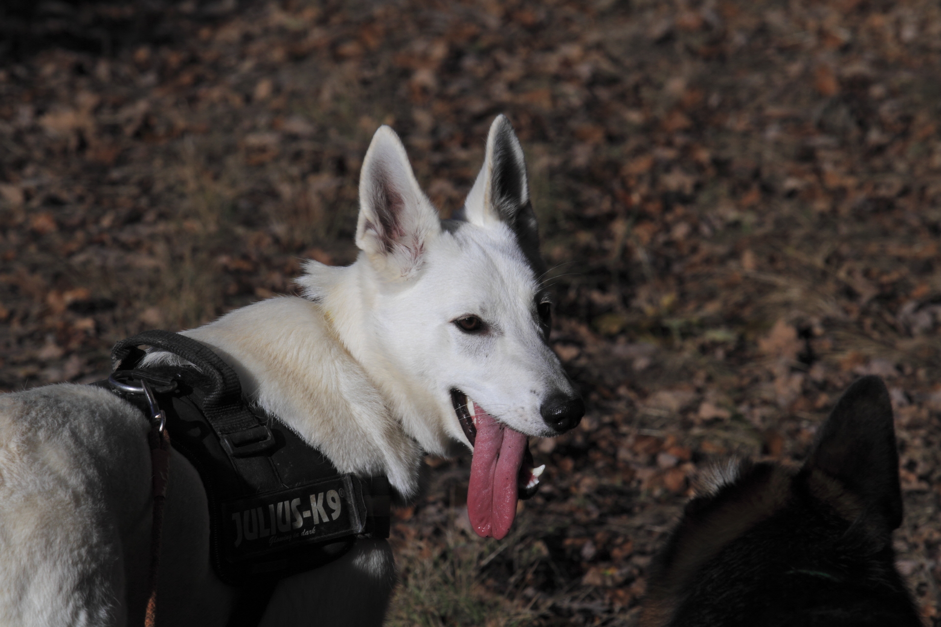_MG_6829.JPG