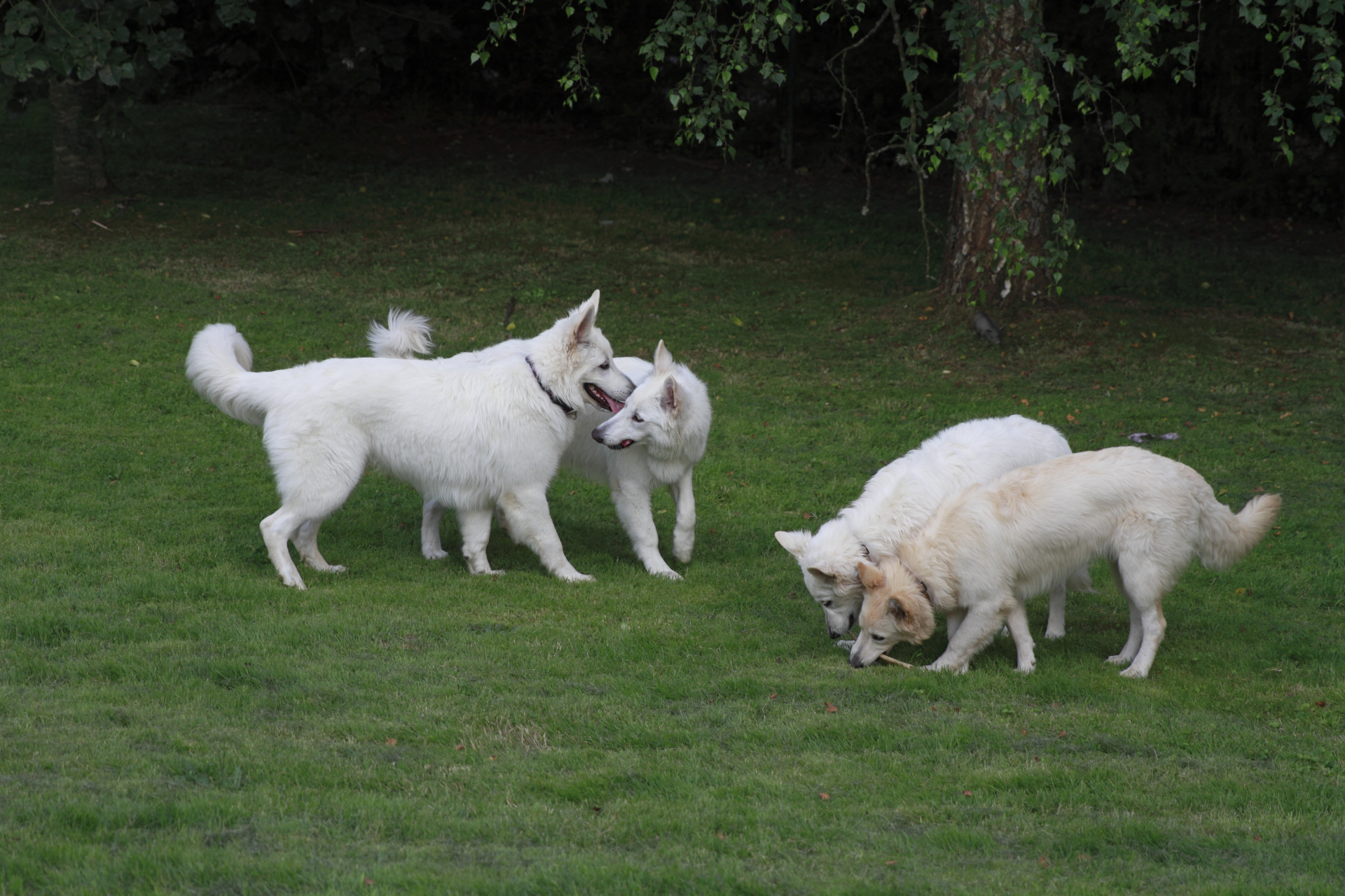 _MG_5444.JPG