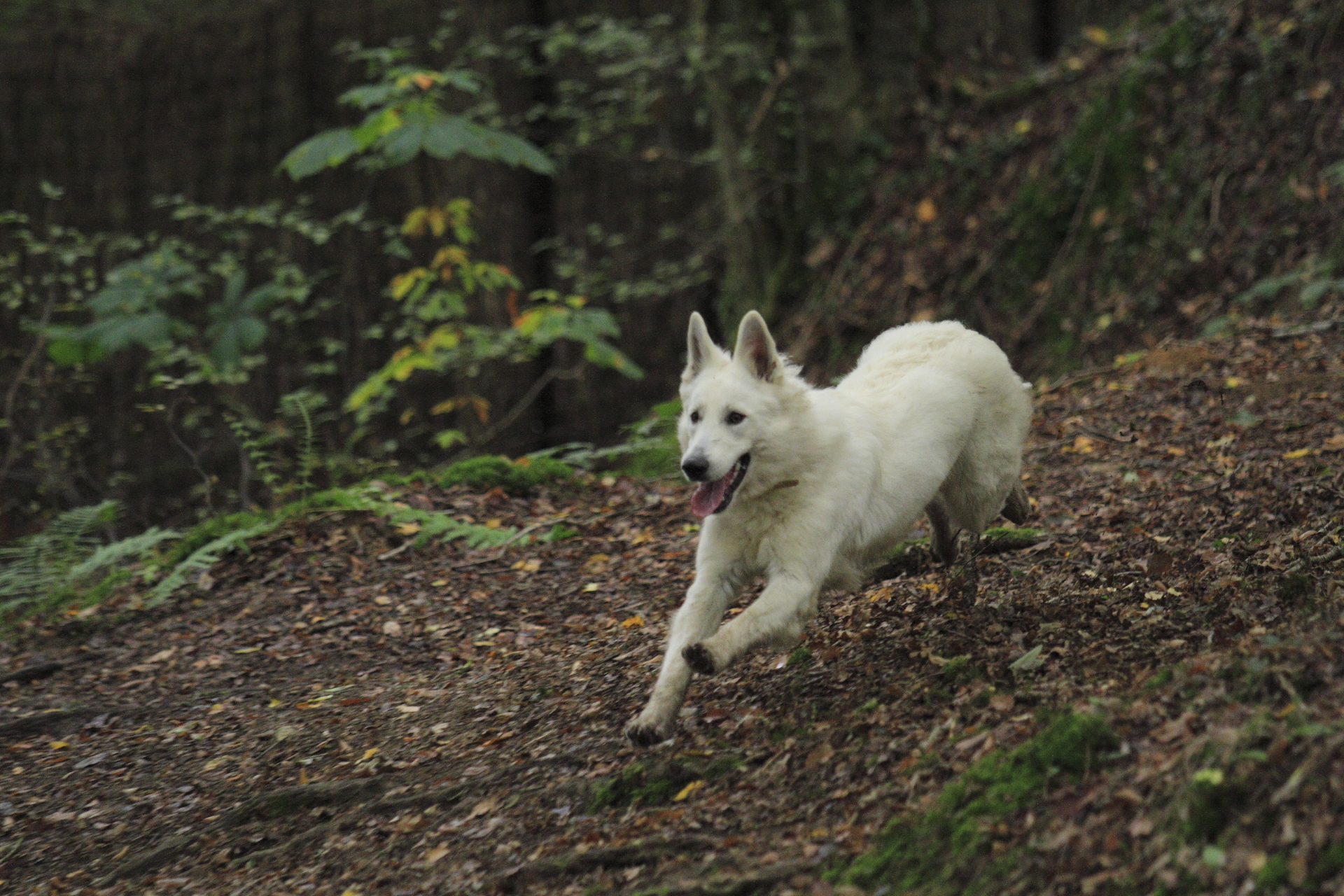 _MG_6411.JPG