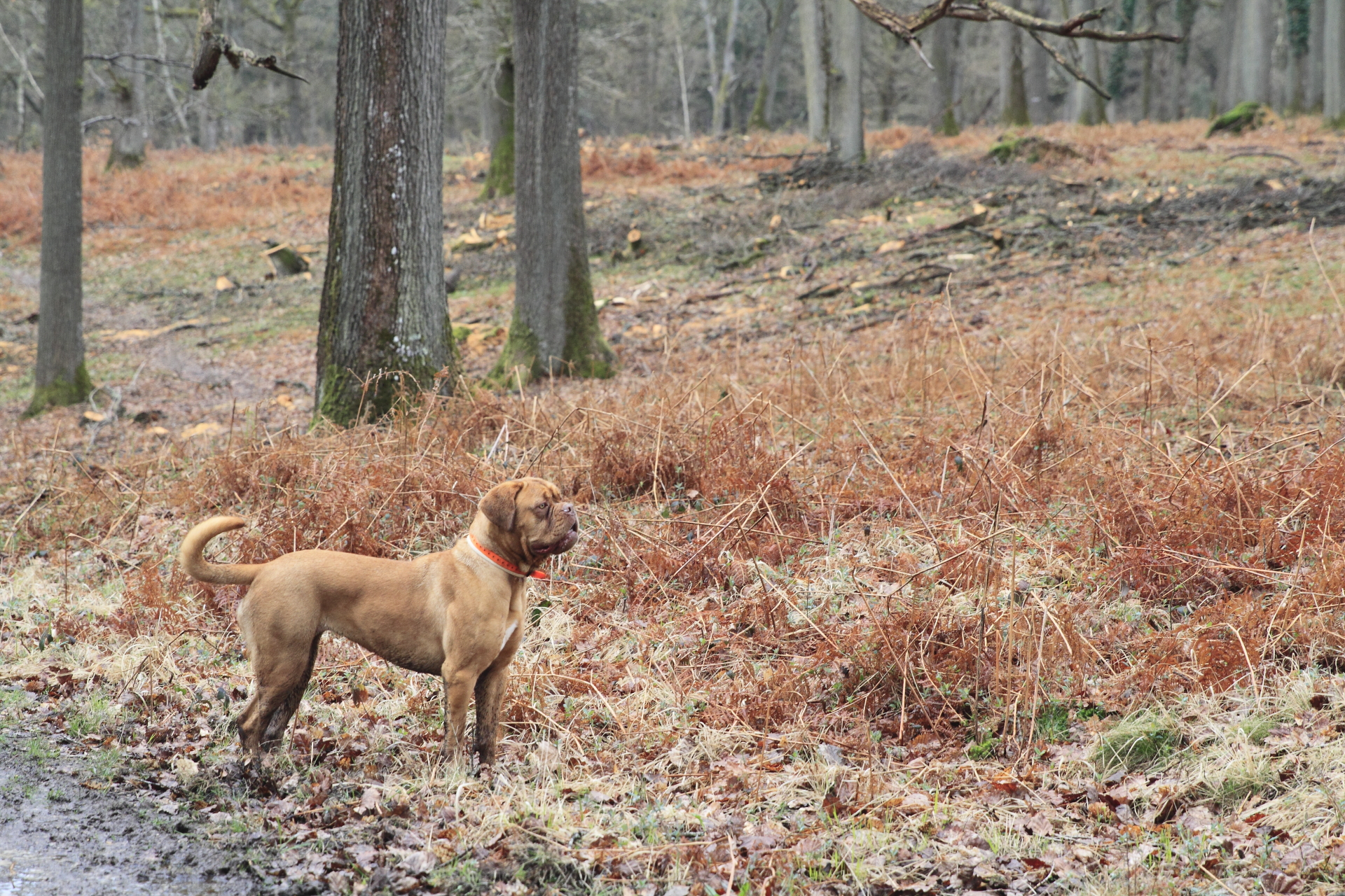 _MG_9594.JPG