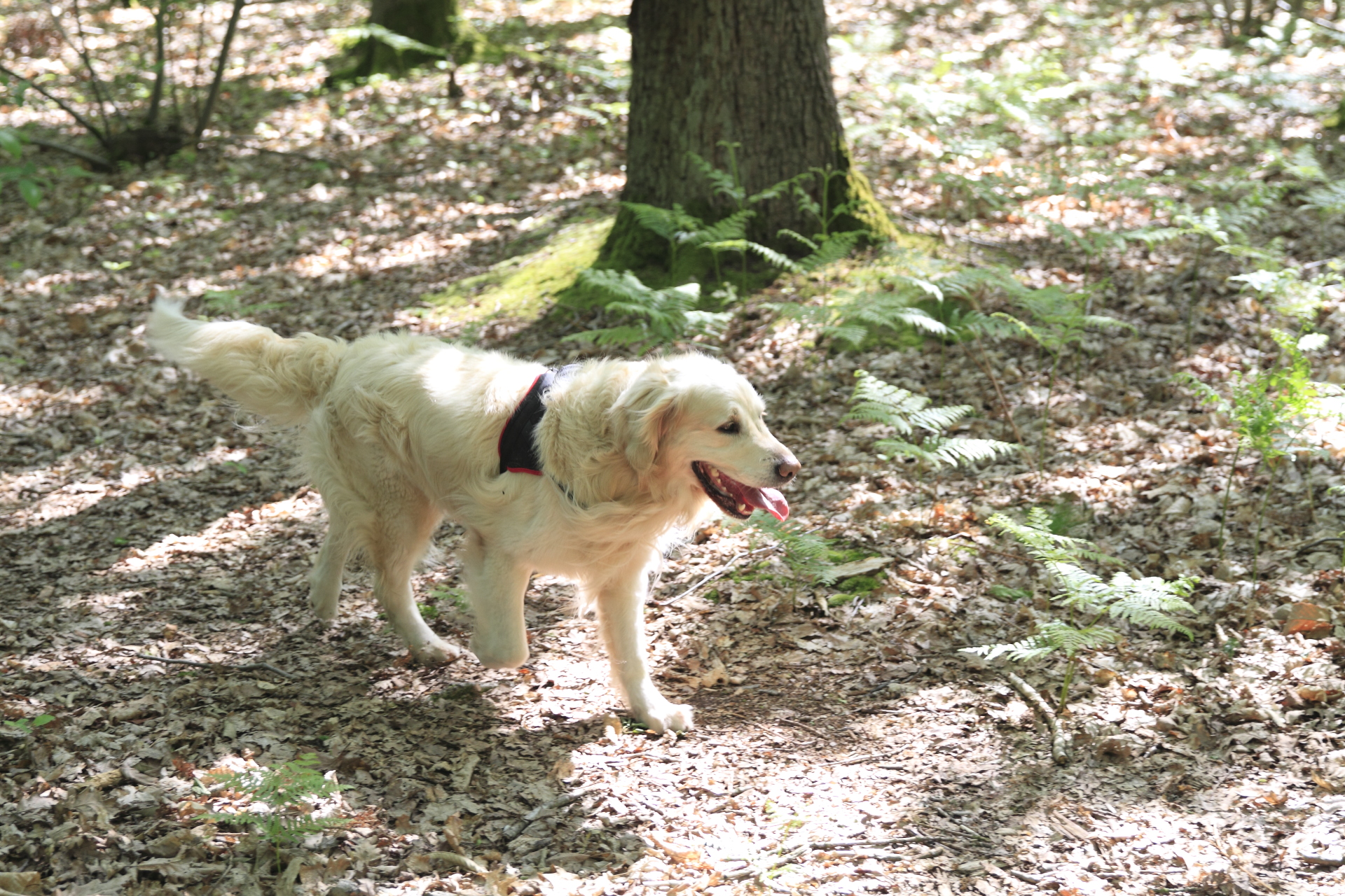 _MG_2445.JPG