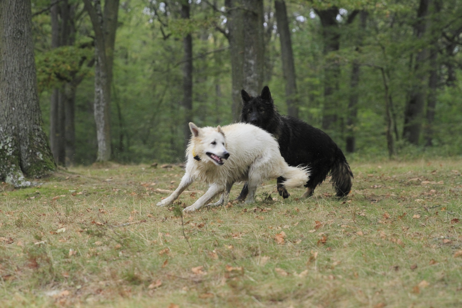 _MG_6131.JPG