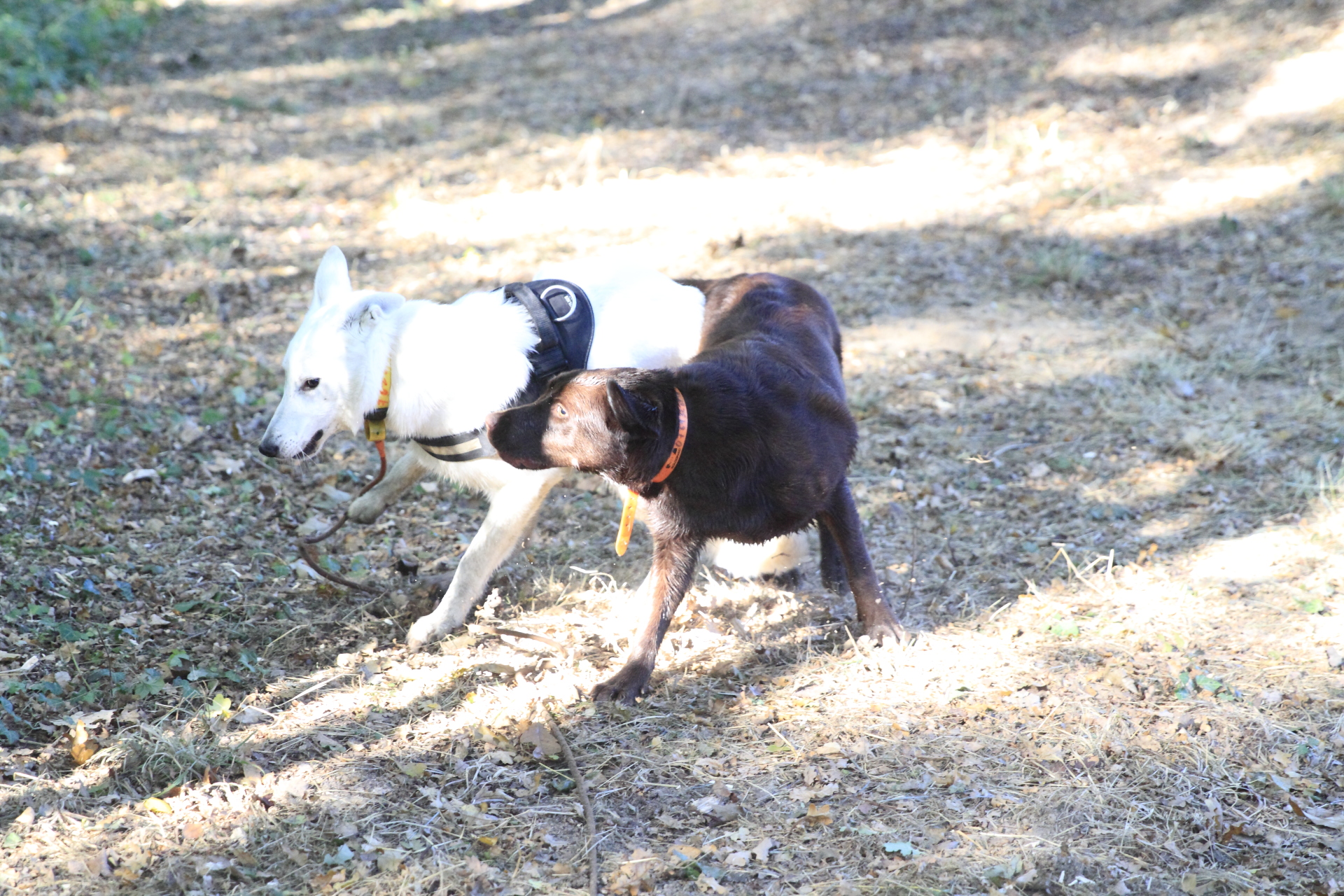 _MG_6233.JPG