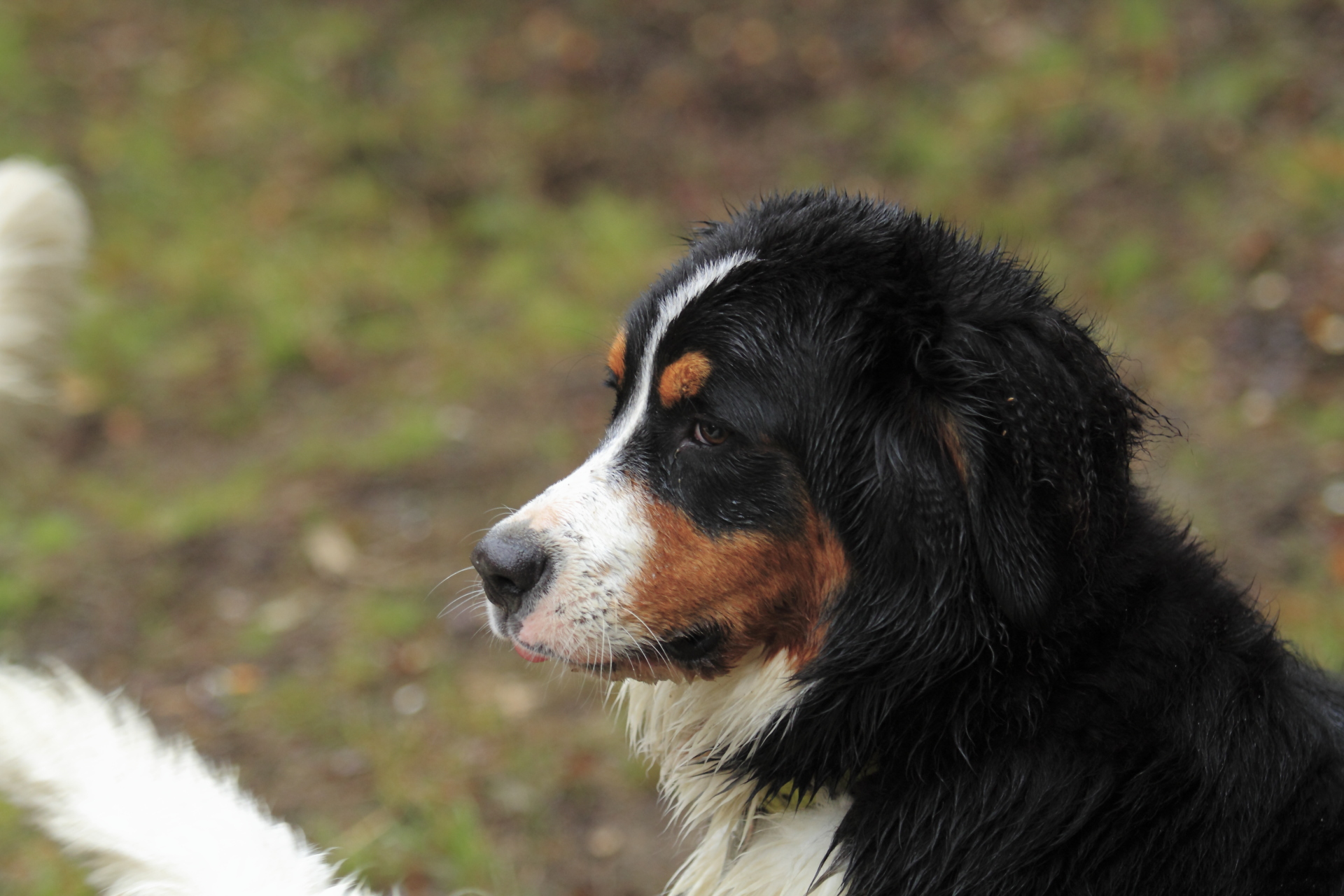 _MG_6507.JPG