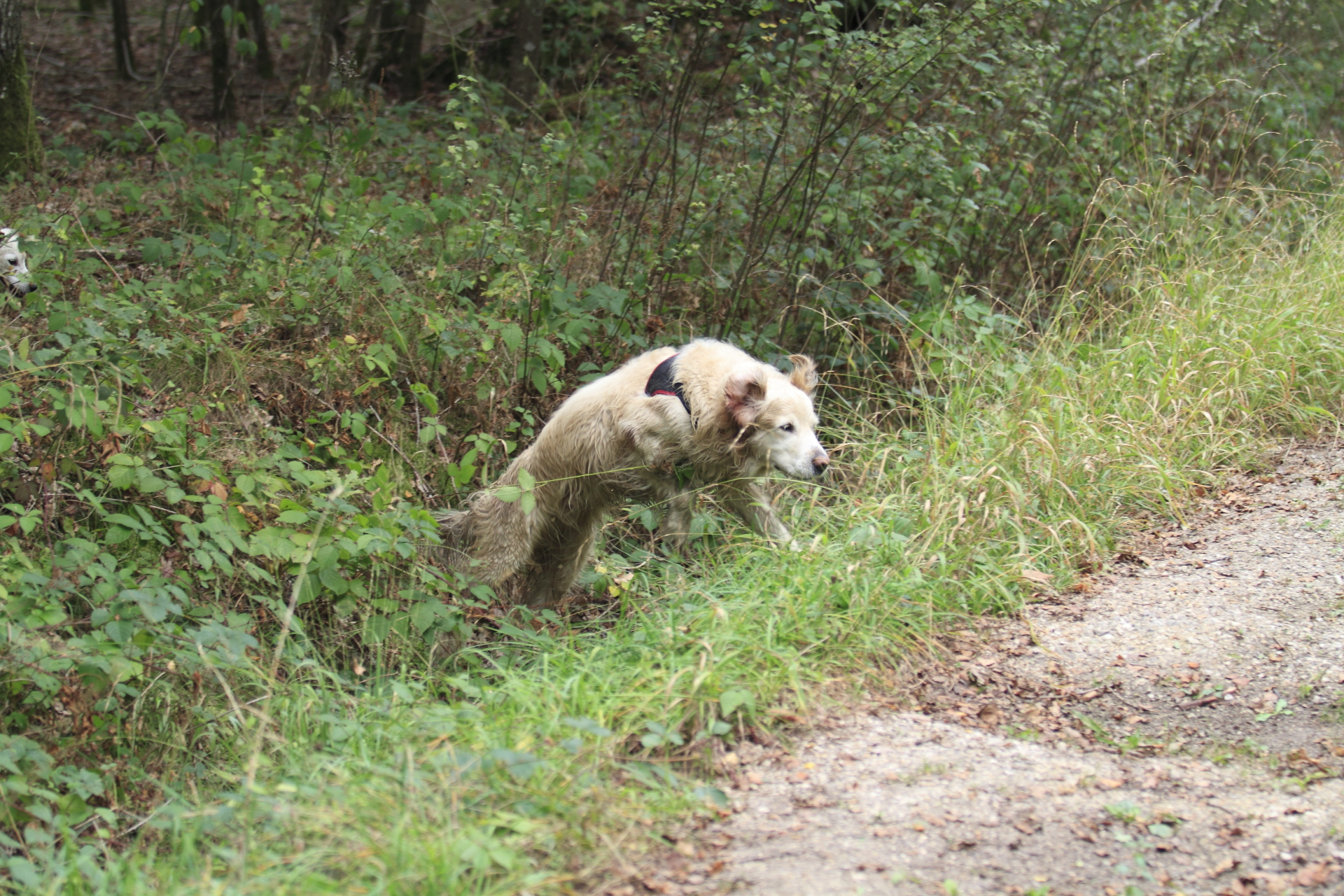 _MG_5823.JPG