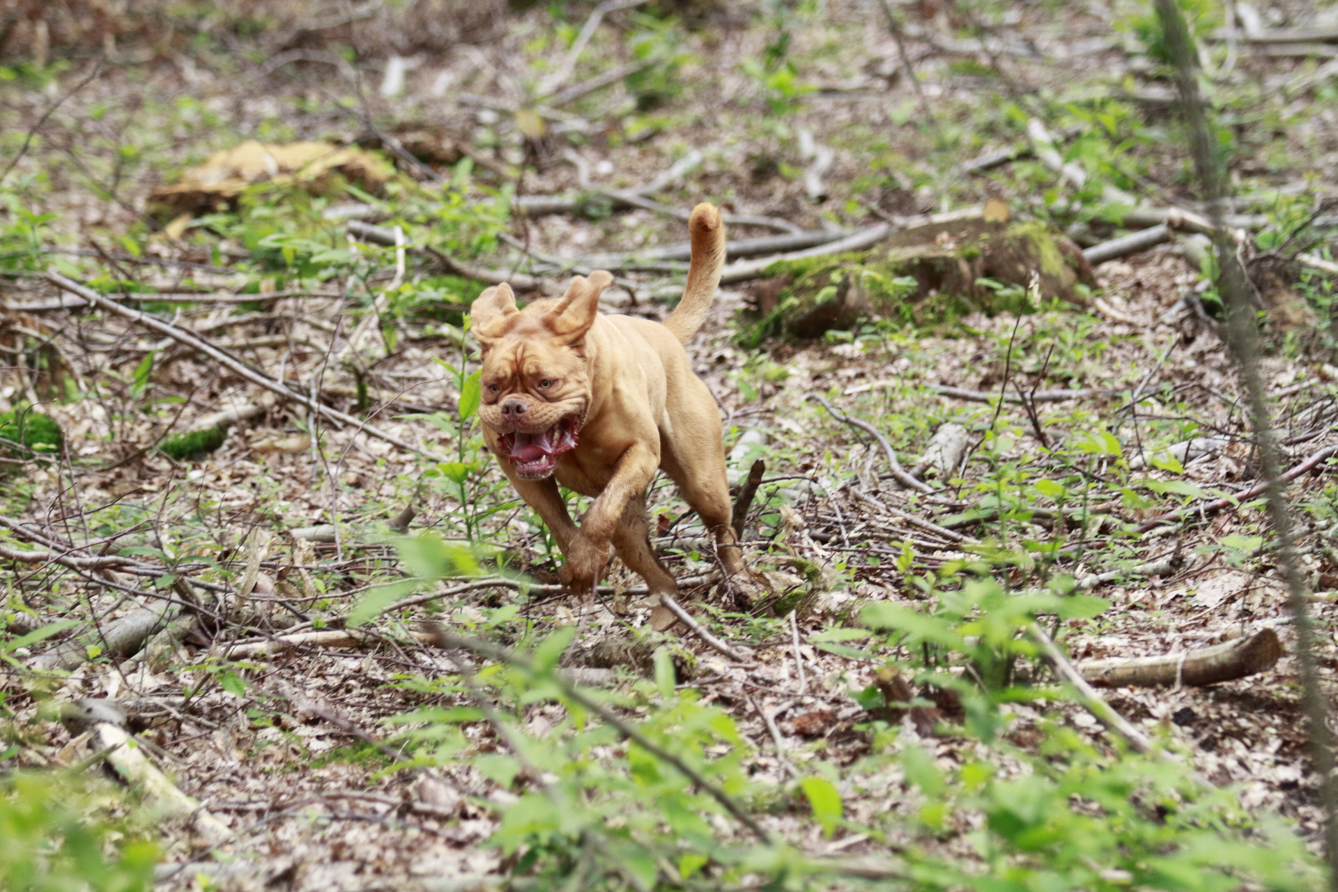 _MG_6454.JPG