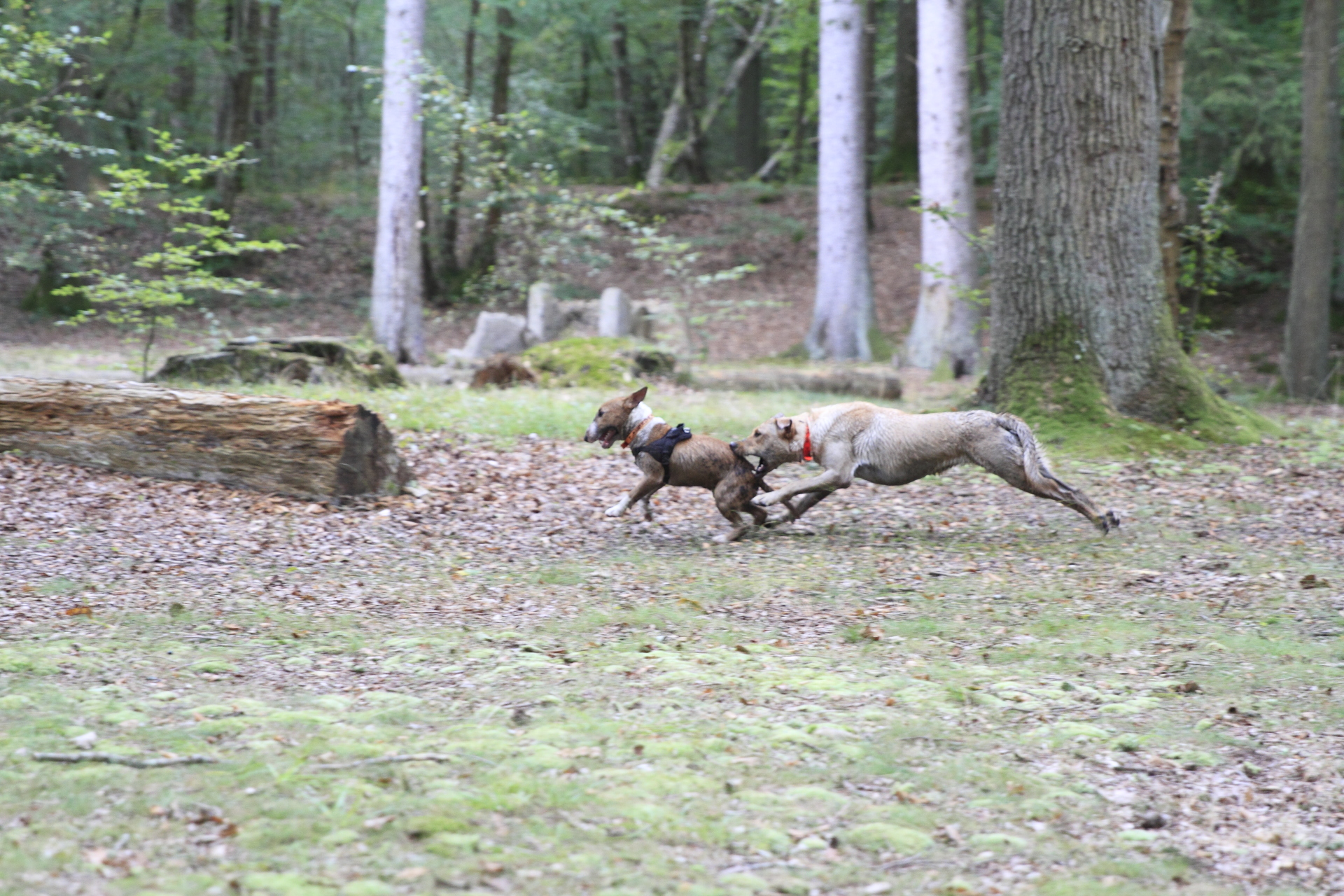 _MG_5516.JPG