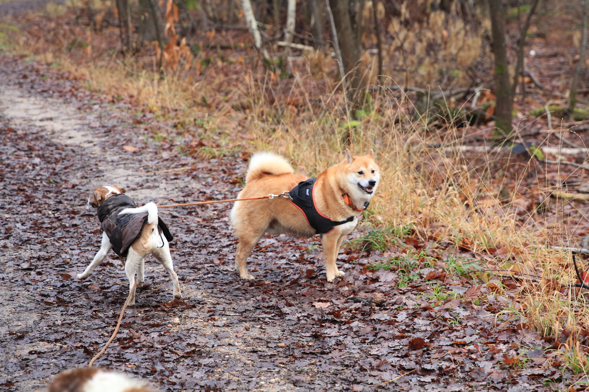 _MG_0390.JPG