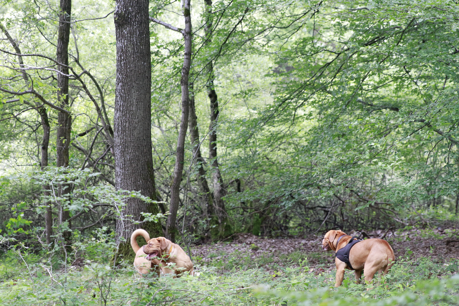 _MG_6340.JPG