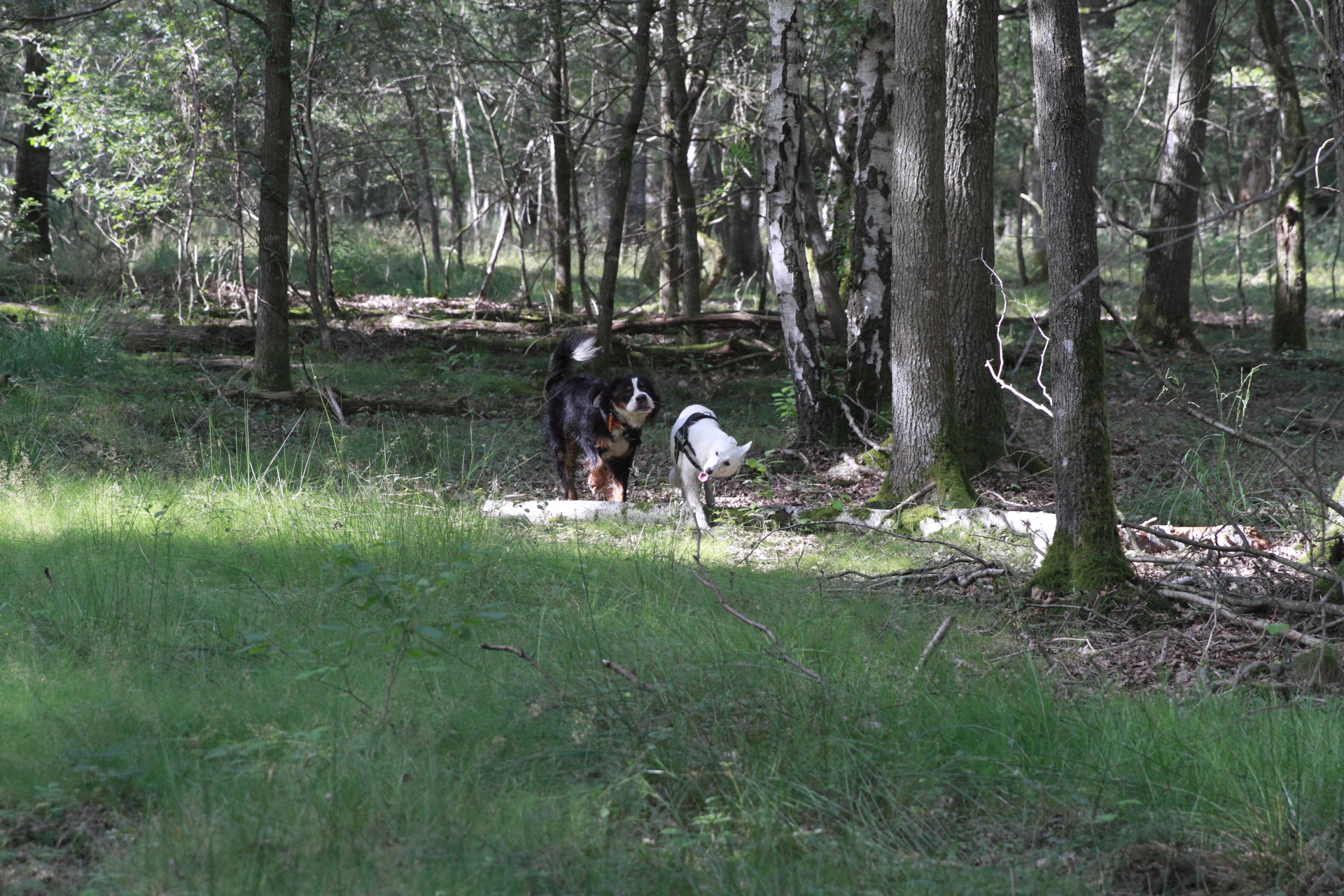 _MG_3239.JPG