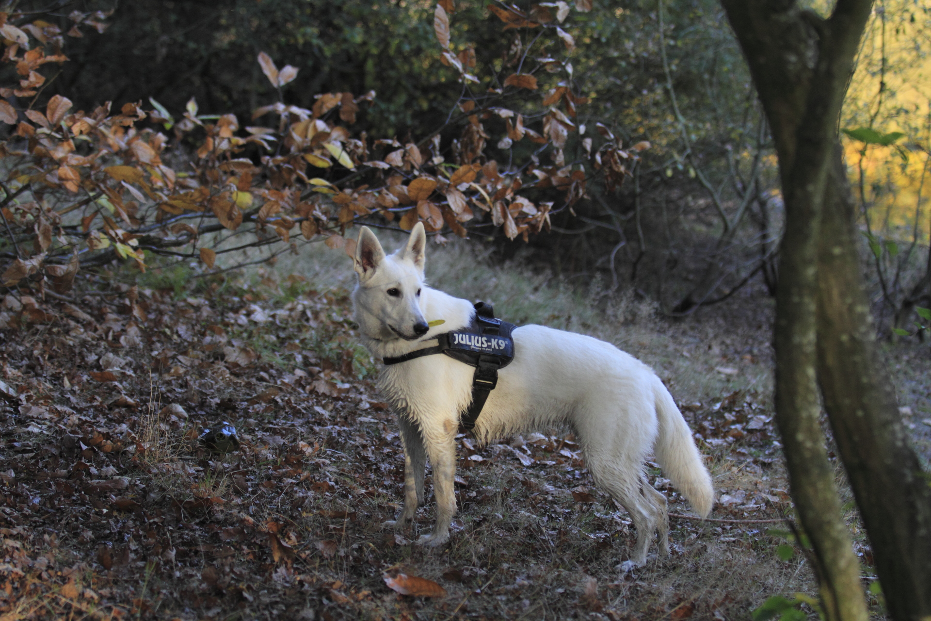 _MG_6979.JPG