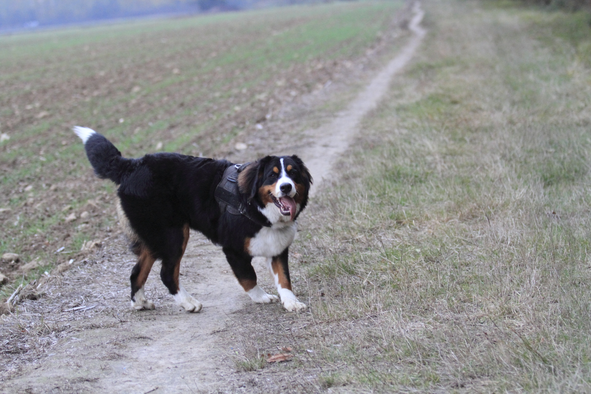 _MG_6618.JPG