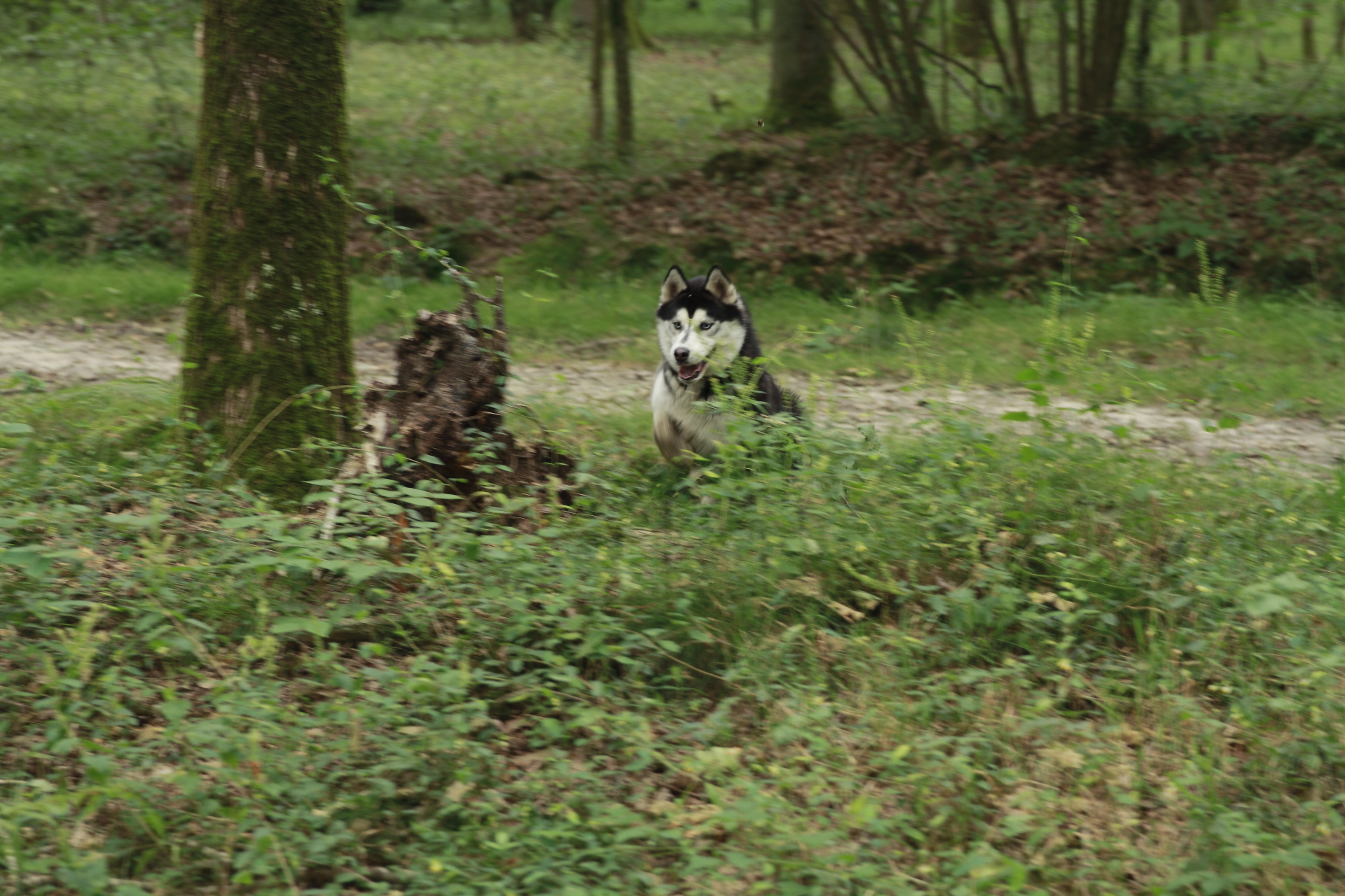 _MG_2227.JPG