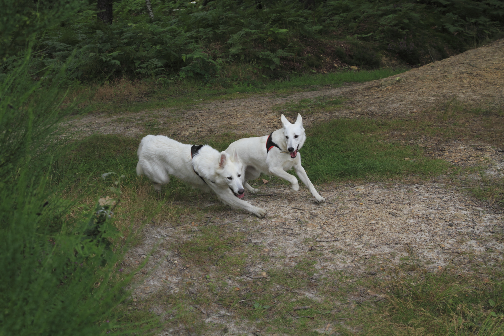 _MG_1736.JPG