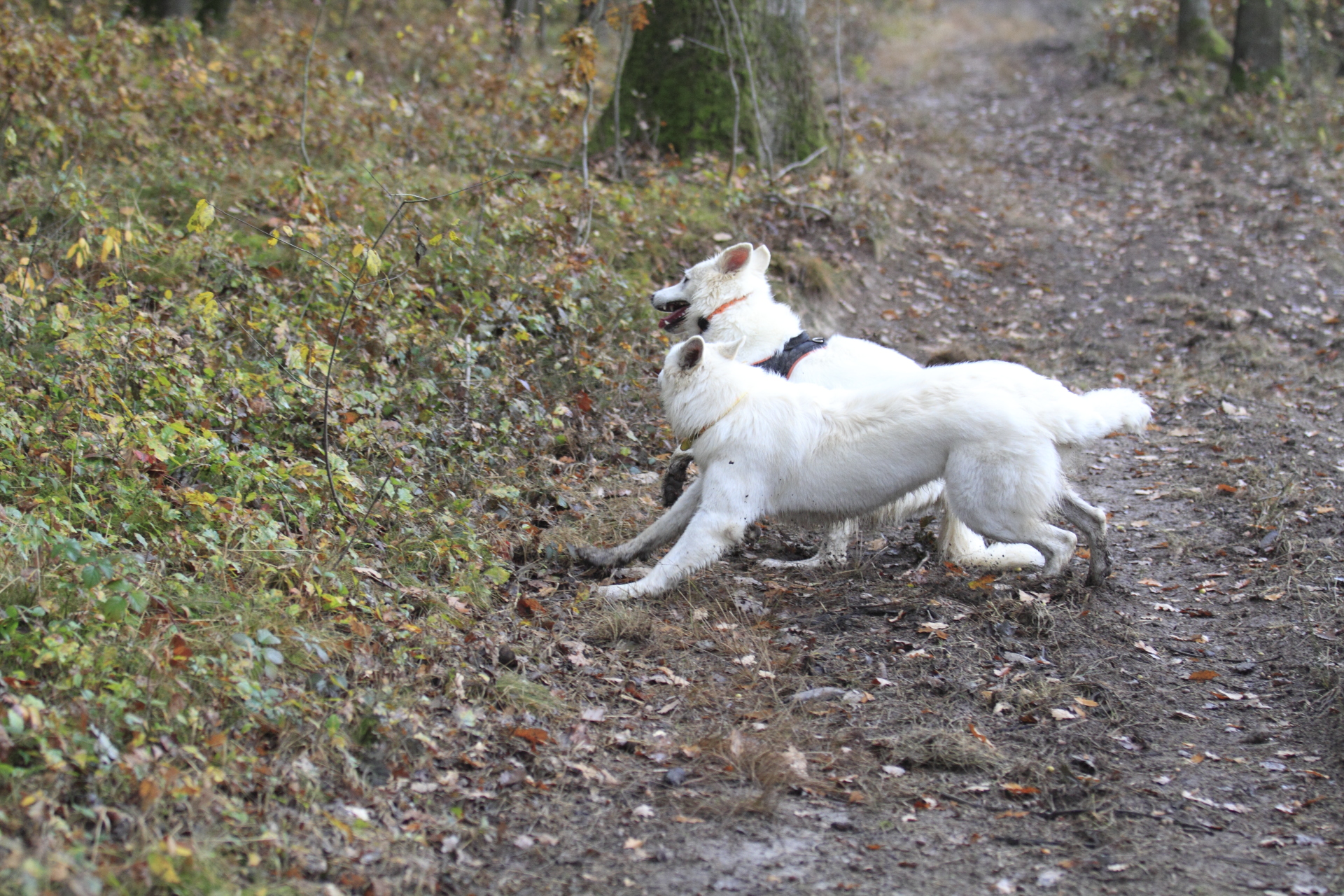 _MG_6429.JPG