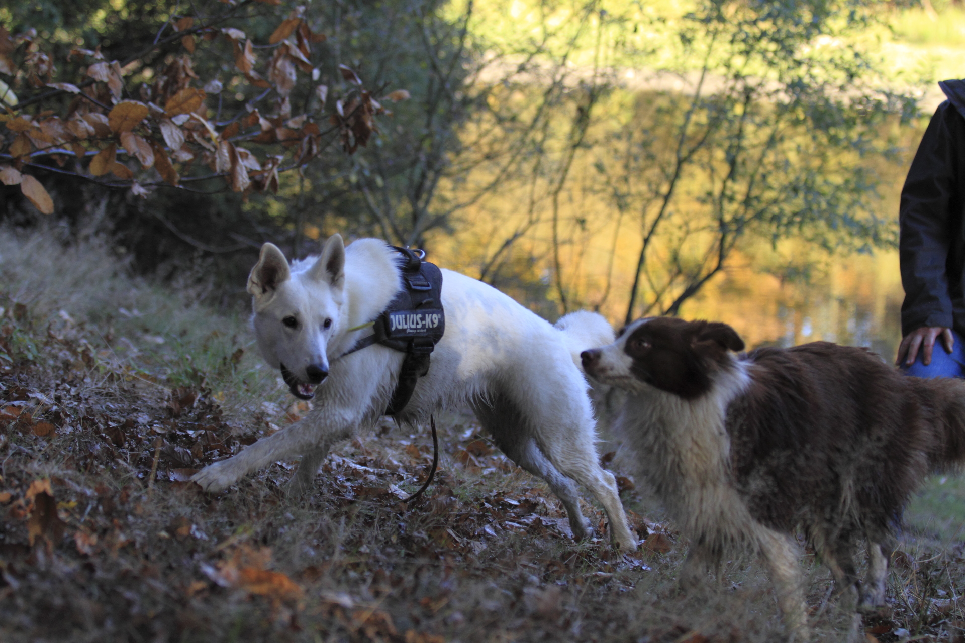 _MG_6984.JPG