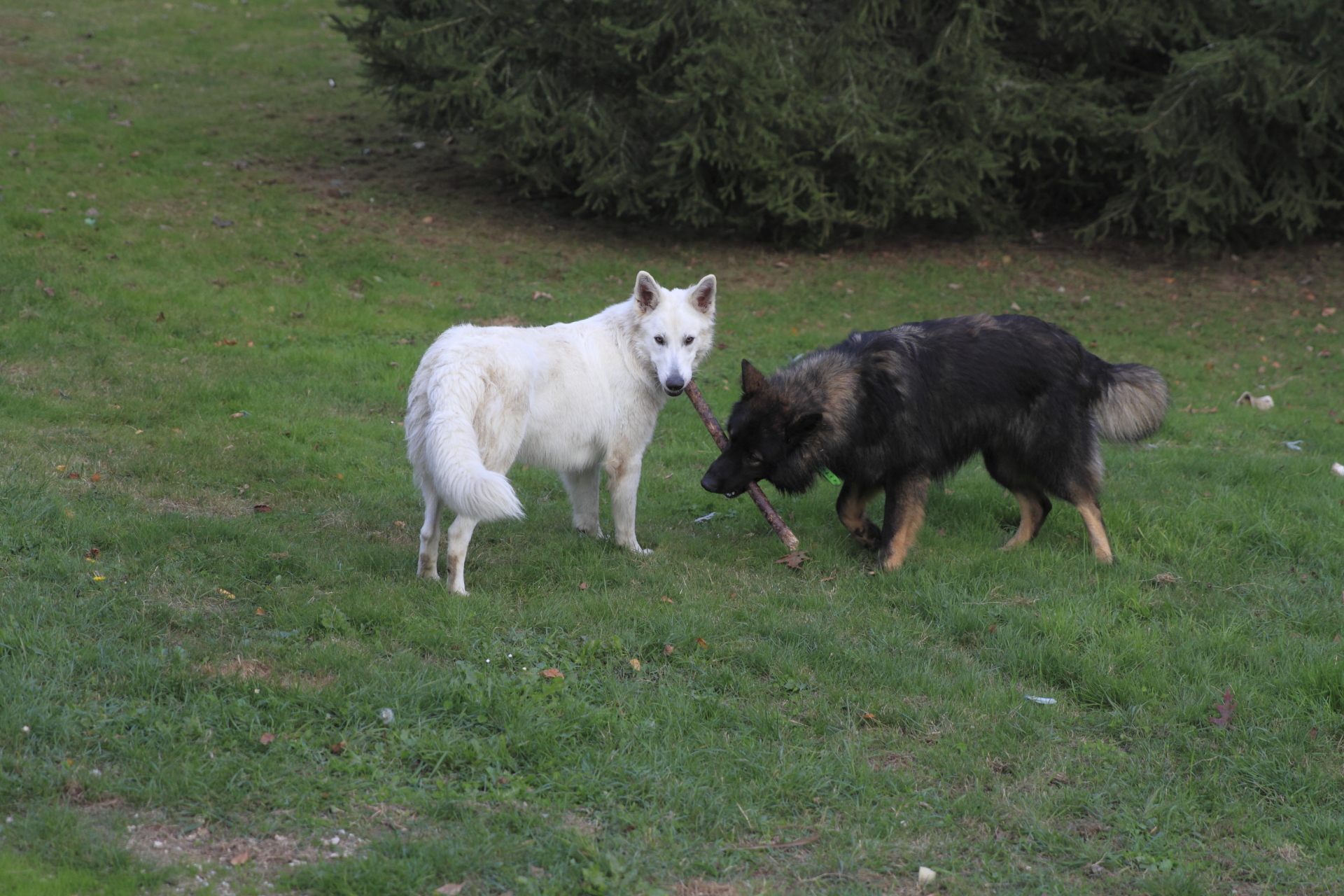 _MG_6101.JPG