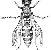 avispa.png