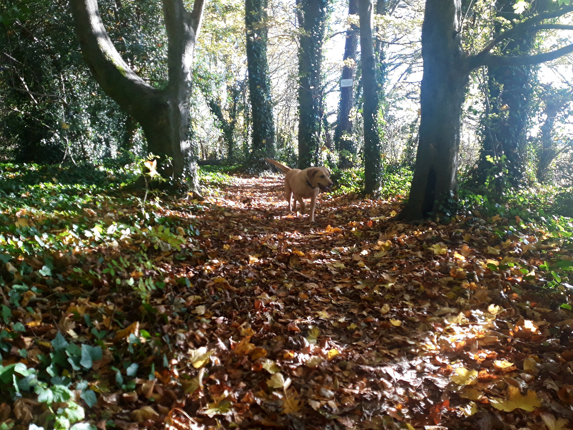 Autumn woodland walk