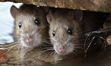 Two cute and curious Brown Rats looking of the cover..jpg