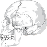 skull