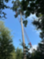 Forêt Monumentale Canteleu