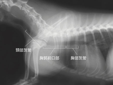 気管虚脱（①頸部）