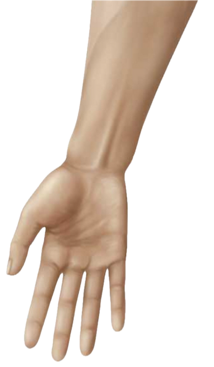 Anterior Wrist.png