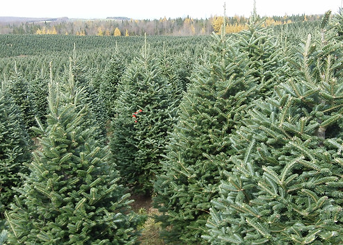 Valfei Fraser Fir Christmas Tree Farm