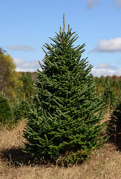 Valfei Fraser Fir Premium christmas trees