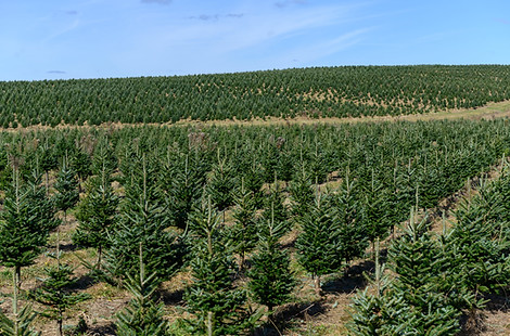 Champs de sapins de Noël