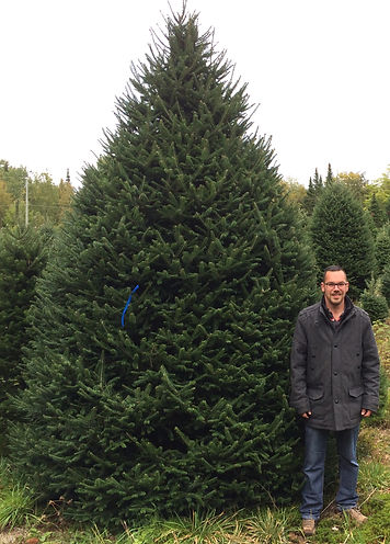 A big Fraser Fir Chrismas Tree with Yvan Marchesseault