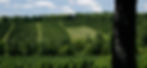Christmas Tree Field
