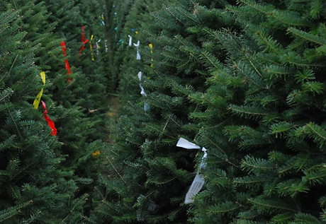 taggés des arbres de noël par grade et taille 